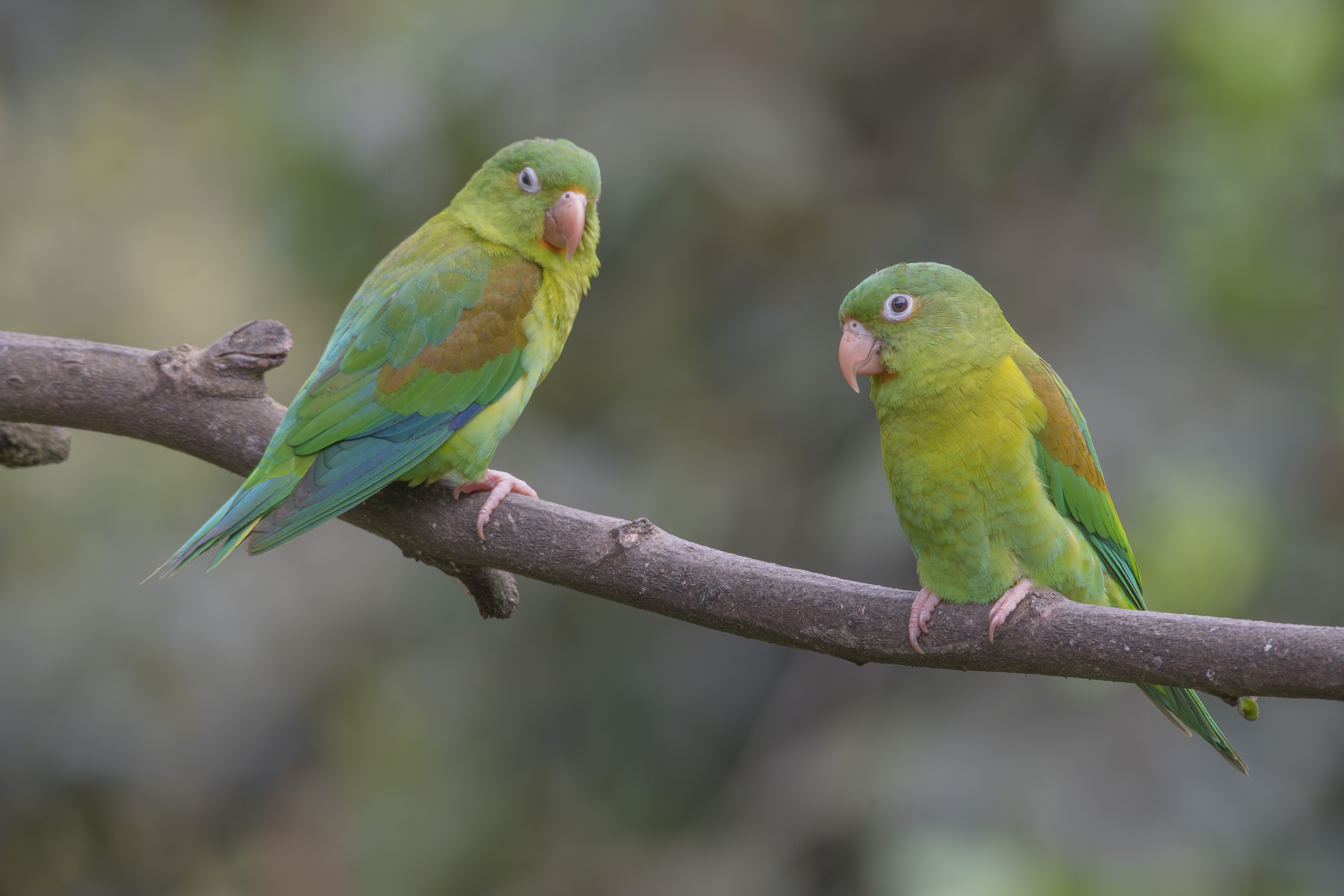 PARROTS OF THE CENTRAL ANDES 3D - 2N